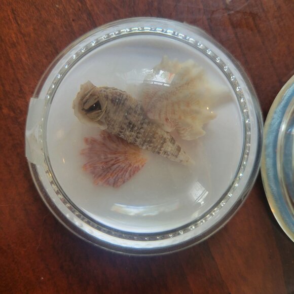 Vintage Lucite Paperweight Set With Natural Shells Flowers & Pinecone In Clear D - Picture 2 of 8